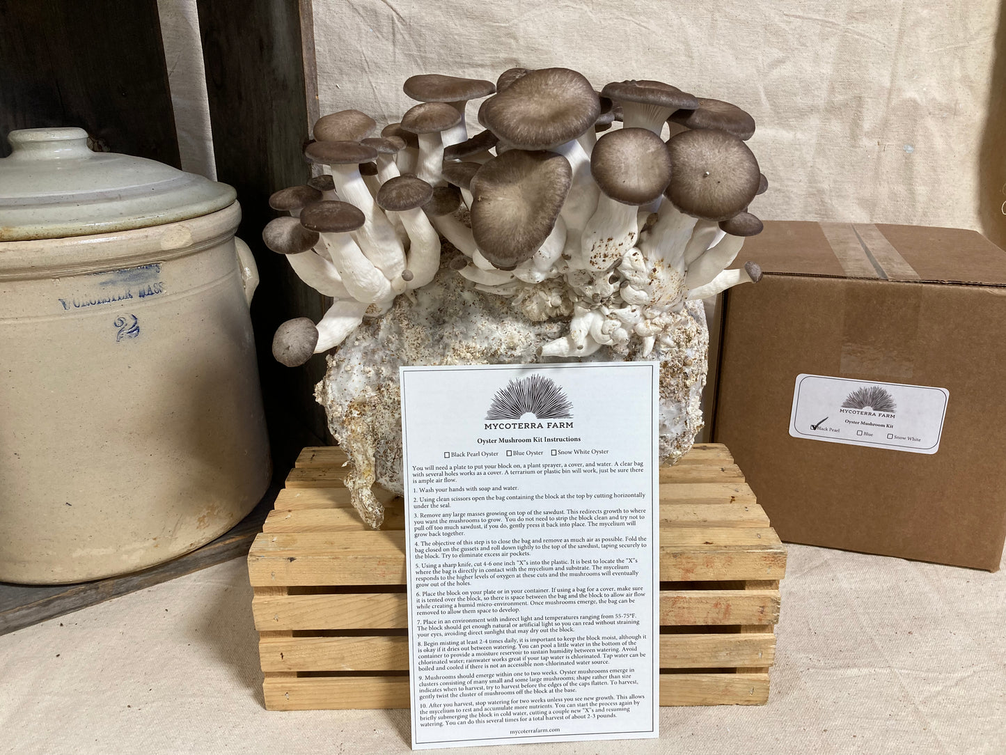 Black Pearl Oyster Mushroom Grow Kit