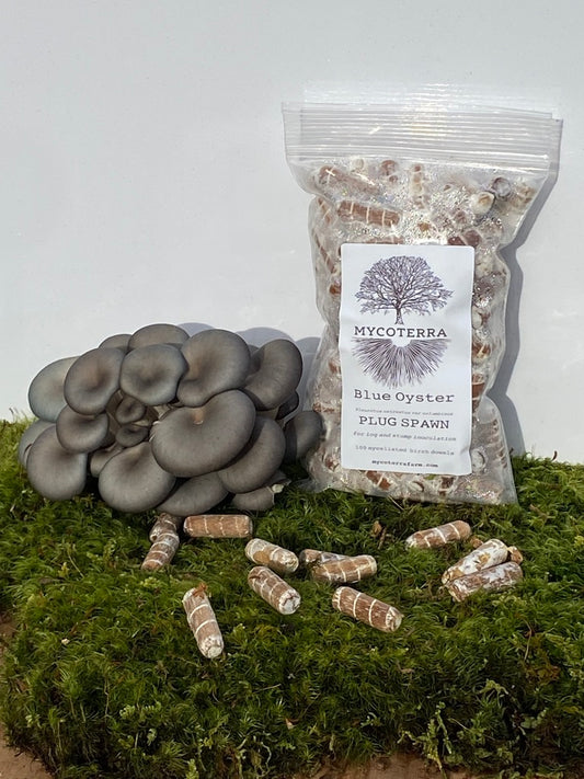 Blue Oyster Mushroom Plug Spawn