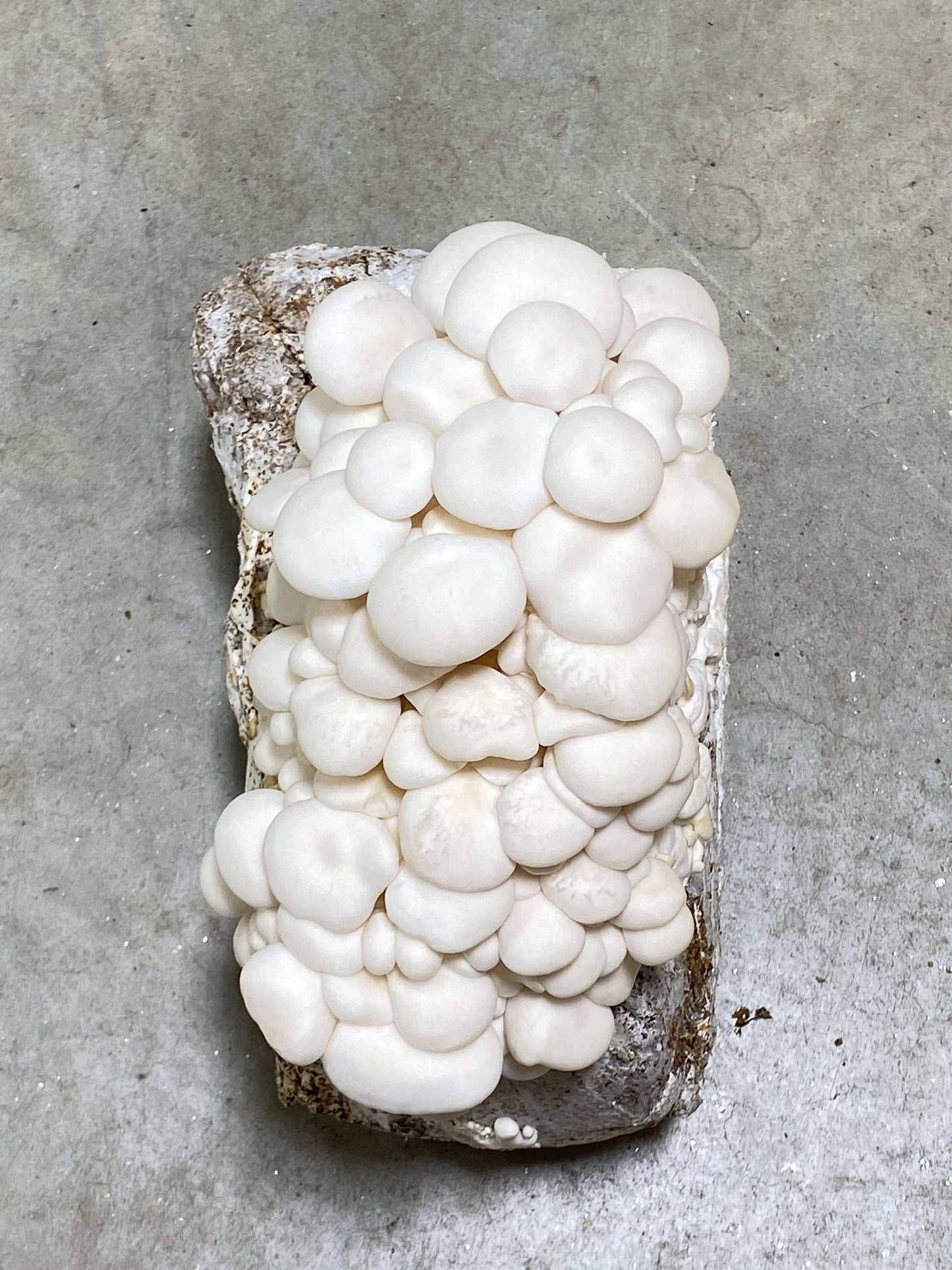 Snow White Oyster Mushroom Grow Kit