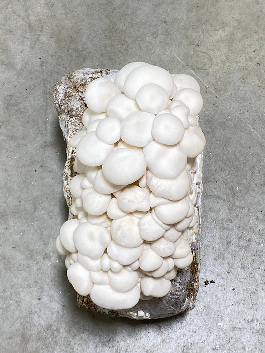 Snow White Oyster Mushroom Grow Kit