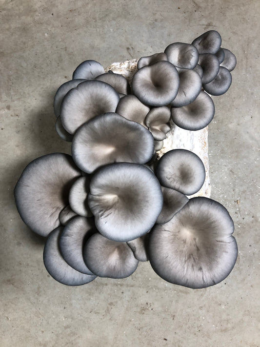 Blue Oyster Mushroom Grow Kit