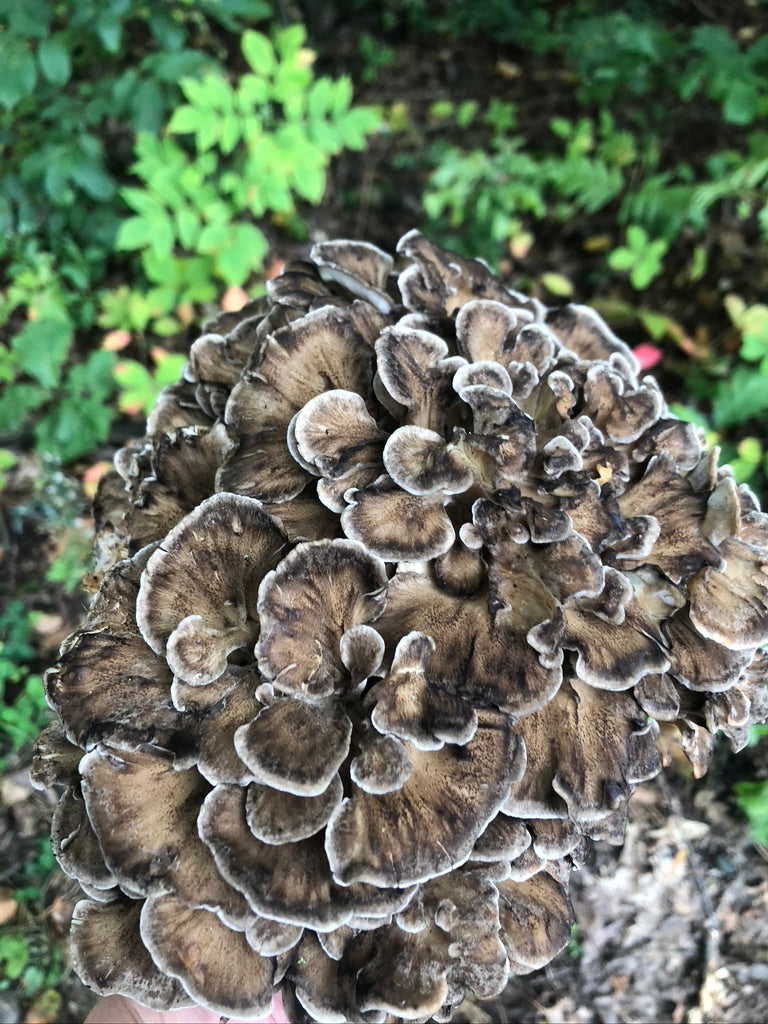 Maitake Mushroom Plug Spawn