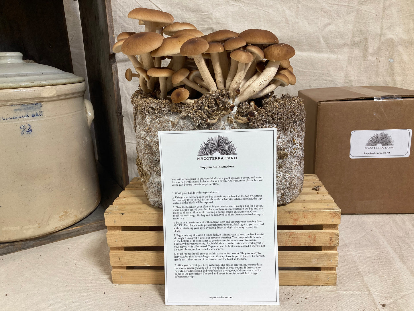 Pioppino Mushroom Grow Kit