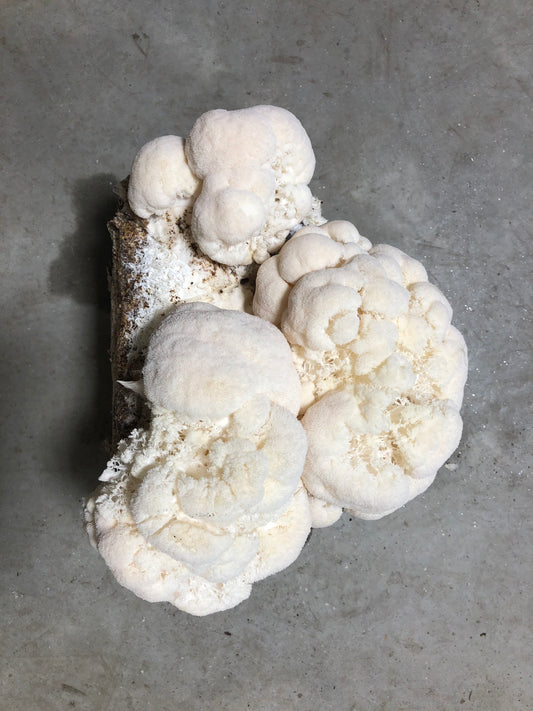 Lion's Mane Mushroom Grow Kit