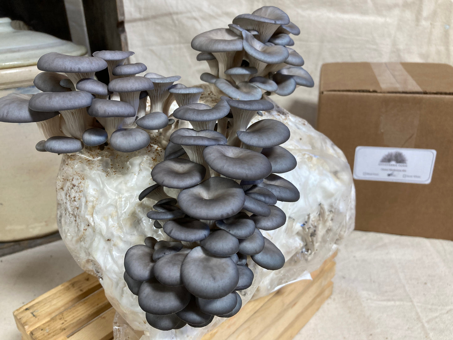 Blue Oyster Mushroom Grow Kit