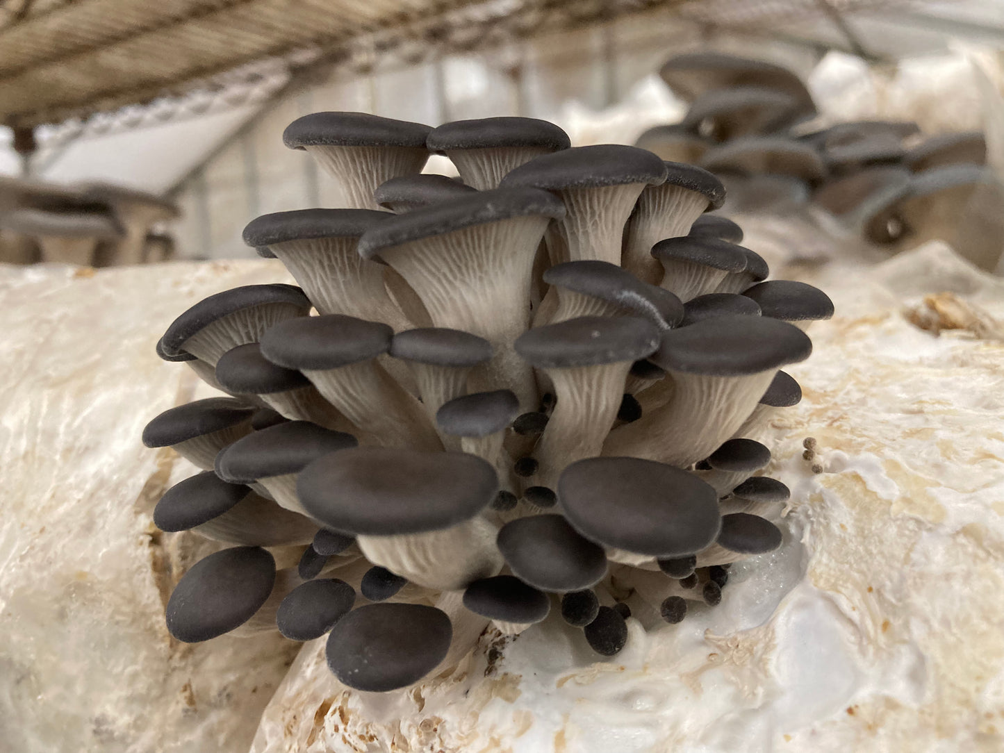 Blue Oyster Mushroom Grow Kit