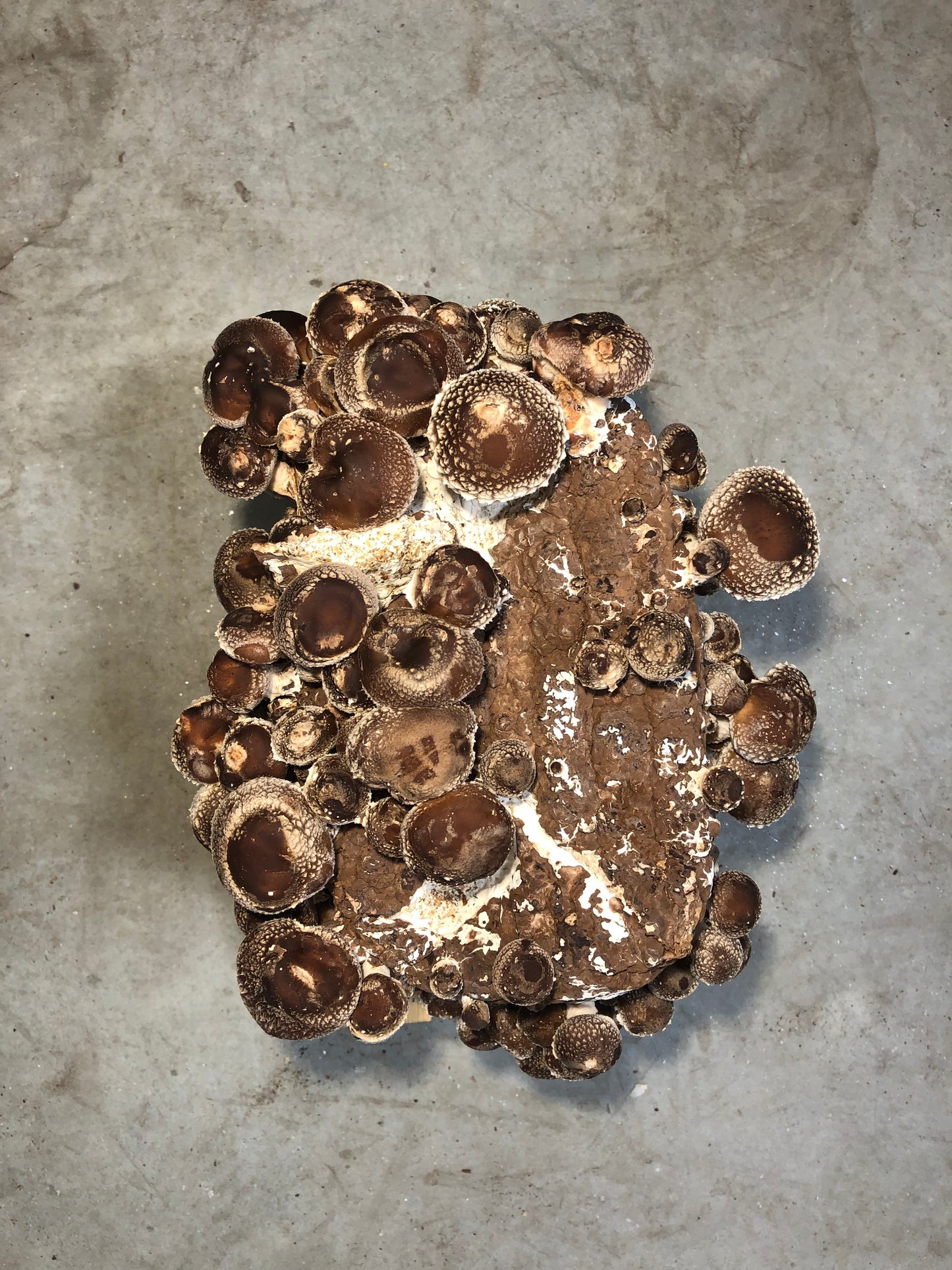 Shiitake Mushroom Grow Kit