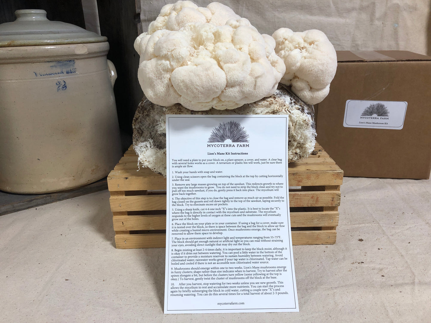 Lion's Mane Mushroom Grow Kit